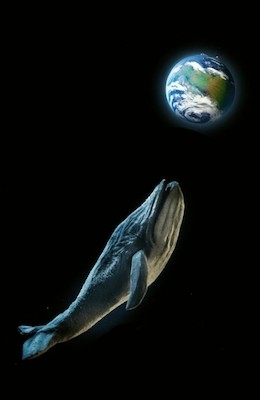 Los cantos de las ballenas