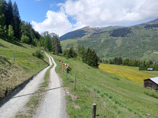 Connecting Nature – Join us in caring for a larch meadow
