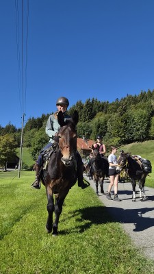 Des mulets au Ballenberg
