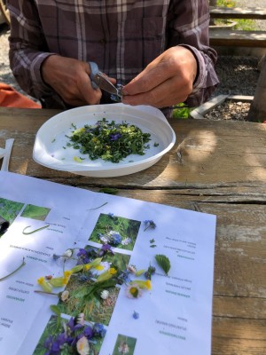 Pesto aus essbaren Wildkräutern herstellen (Savognin)