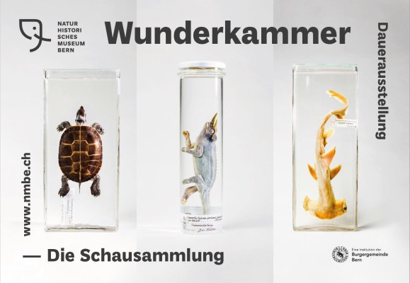 Wunderkammer - Die Ausstellungssammlung