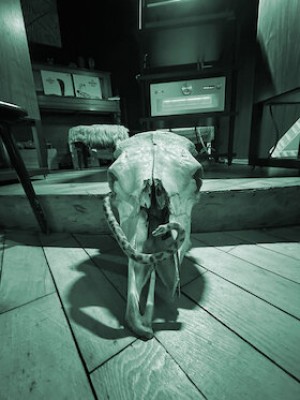 Cata de Sonidos: "Animalisch"