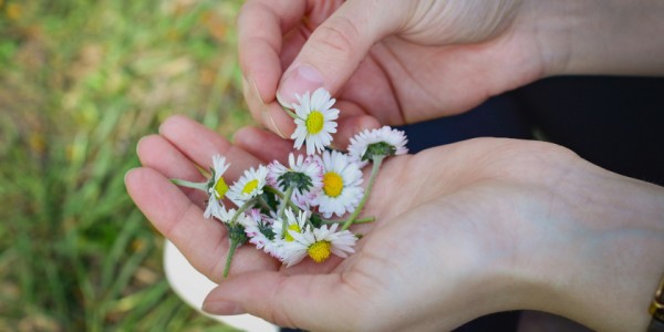 Wilde Winterpflanzen für Genuss und Gesundheit