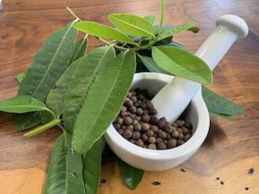 Distillation Workshop: Piment