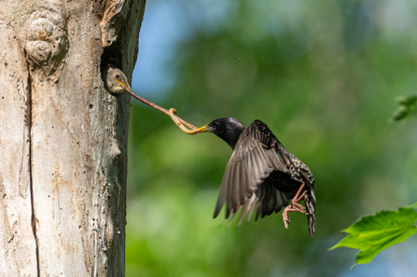 Kurioses aus der Vogelwelt