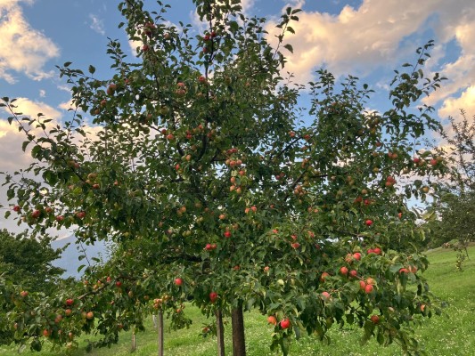Fruit Processing Day: Transform Fruits Together