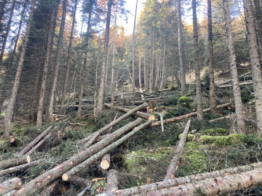 Legno 100% Valposchiavo