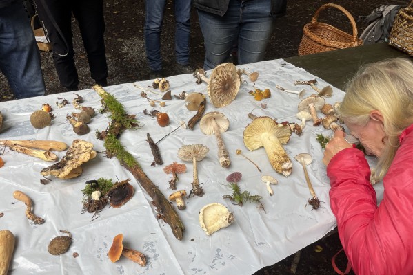 WARTELISTE - Mushroom Course