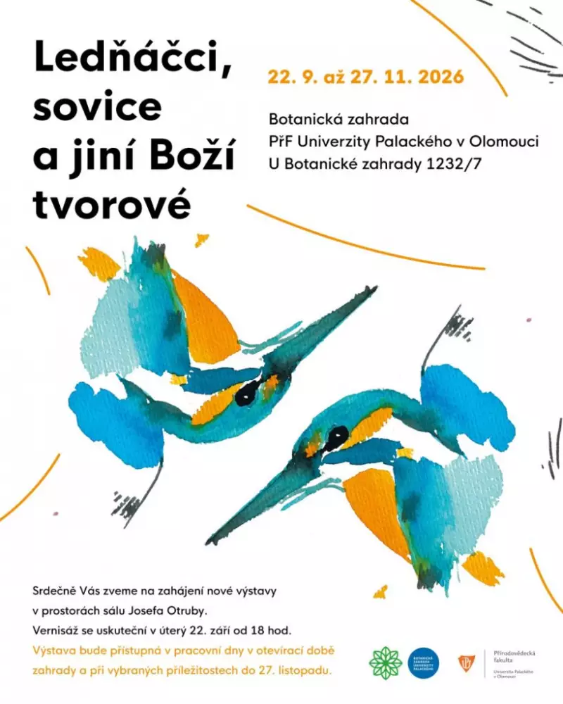 Ledňáčci, sovice y otros seres divinos