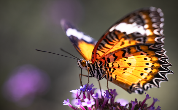 Metamorphose
