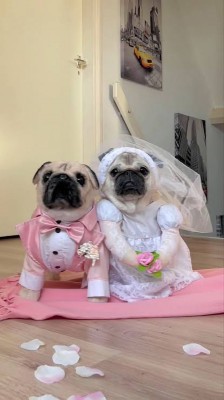 Marriage Party