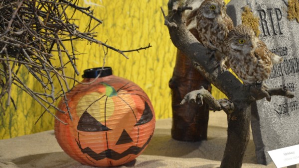 Halloween Animals