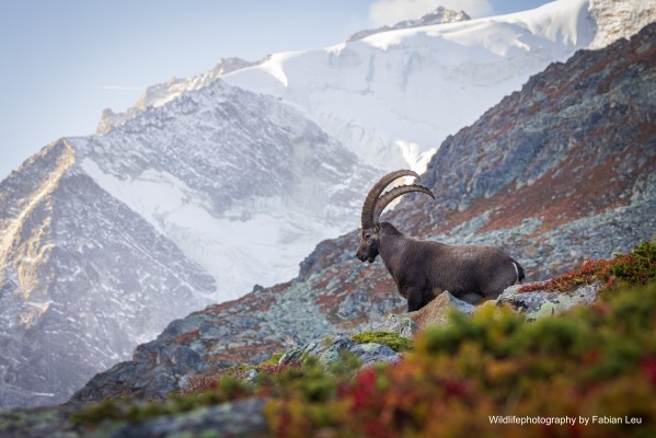 Café de Barry: „Die Bewohner der Natur im Wallis in Bildern“ von Fabian Leu