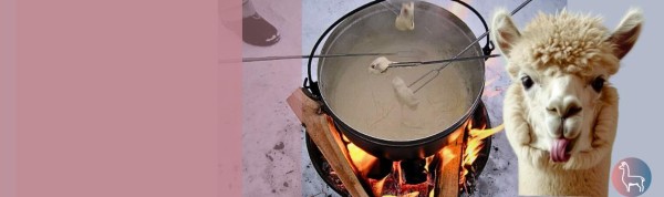 Fondue inmitten Alpakas - Oetwil am See