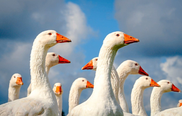 Traditionelle Martini Gans