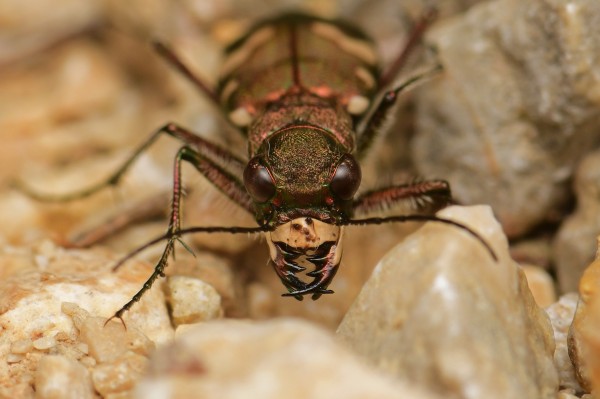 Insects and stories: Streifzug durch die Schweizer Insektenwelt.