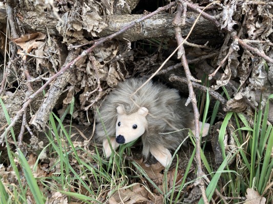 Ein Winterquartier für Igel Igor