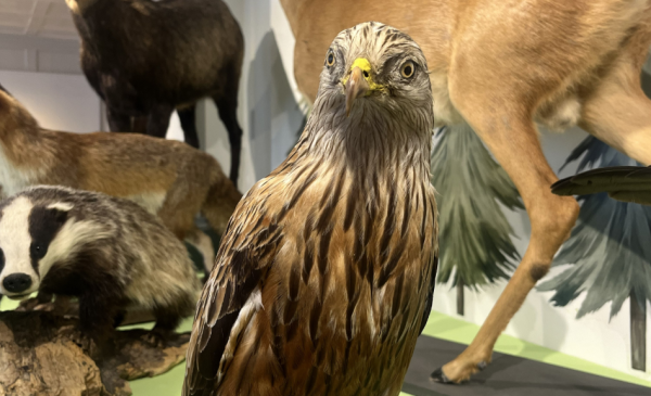 Sonderausstellung „Wild. Wald. Wir – Wildtiere und Jagd erleben“