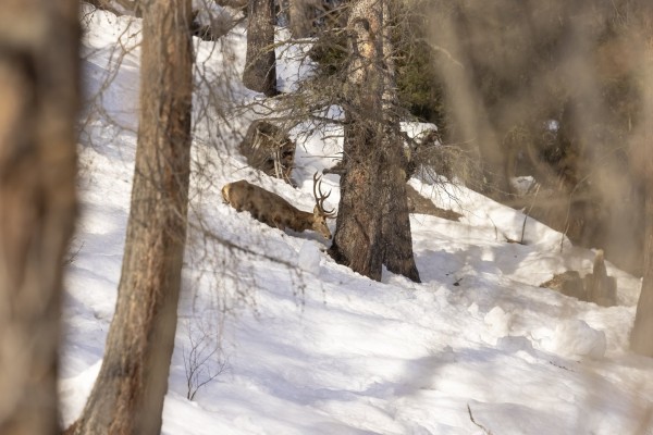 Wildbeobachtung im Winter
