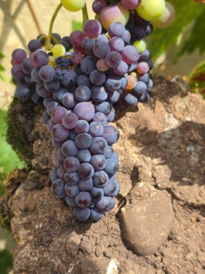 Vom Gestein zum Wein