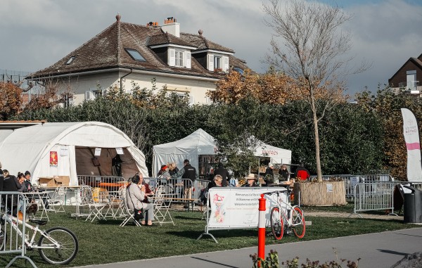 Verkauf der Knollenknollen von Dahlien