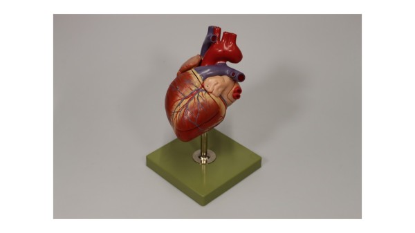 Modelos anatómicos de dos siglos. Visita guiada en la Colección Médica
