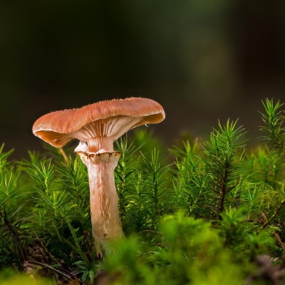 Pilzkurs